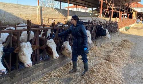 Afyonkarahisar'da şap aşısı uygulaması başladı