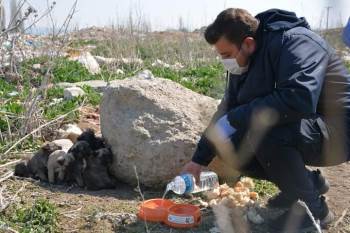 Afyonkarahisar’Da Sokak Hayvanlarına Mama Desteği

