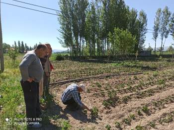 Afyonkarahisar’Da Tarım Arazilerini Don Vurdu
