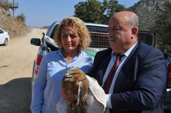 Afyonkarahisar’Da Tedavi Edilen Kızıl Şahinler Doğaya Bırakıldı
