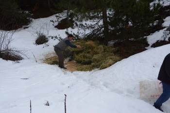 Afyonkarahisar’Da Yaban Hayvanlarına Yem Bırakıldı
