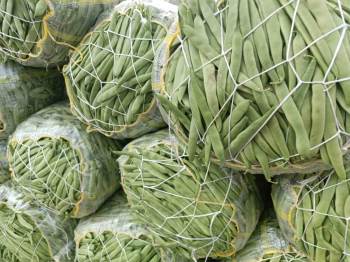 Afyonkarahisar’Da Yeşil Fasulye Kalite Ve Fiyatıyla Altın Çağını Yaşıyor
