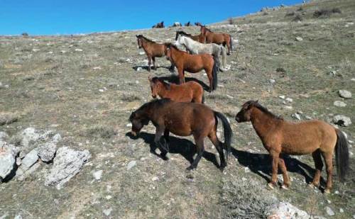 Afyonkarahisar’da yılkı atları baharla canlandı