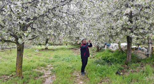 Afyonkarahisar’da zirai don sonrası sahada hasar tespit çalışması