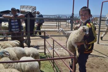 Afyonkarahisar’Daki Canlı Hayvan Pazarlarında Kurban Hareketliliği Başladı
