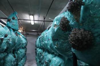 Afyonkarahisar’In O İlçesi İstiridye Mantarının Üretim Merkezi Oldu
