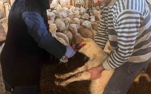 Afyonkarahisar’ın o ilçesinde küçükbaş hayvanlar için...