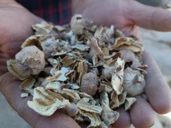 Afyonkarahisar’In Simgesi ‘Haşhaş’Ta Kapsül Alımı Başladı
