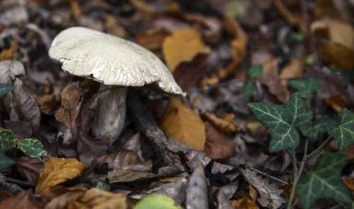 Afyonkarahisarlılara mantar uyarısı: Ölümcül tehlikeye dikkat!