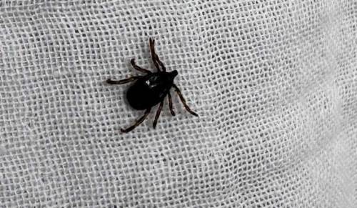 Afyonkarahisarlılara önemli uyarı: Aman ısırmasın!