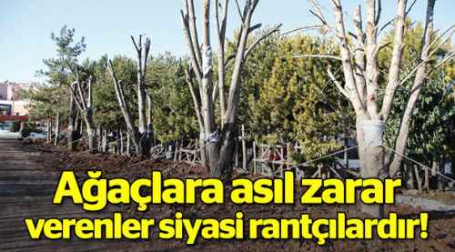 Ağaçlara asıl zarar verenler siyasi rantçılardır!