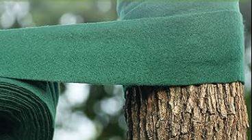 Ağaçlara Neden Bant Yapıştırılıyor? 