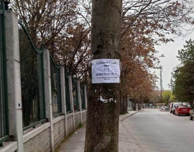 Ağaçlara yapıştırılan ilanlar görüntü kirliliği yaratıyor