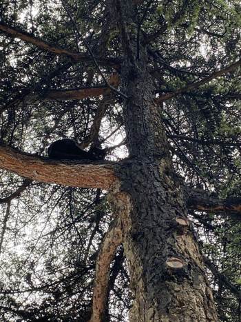 Ağaçta Kalan Kediyi Tavşanlı İlçe Milli Eğitim Müdürlüğü Personeli Kurtardı
