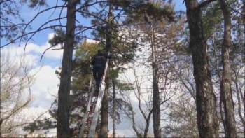 Ağaçta mahsur kalan canlıya şaşıracaksınız!