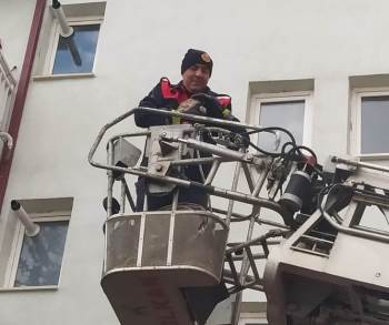 Ağaçta Mahsur Kalan Kediyi İtfaiye Kurtardı
