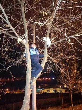 Ağaçta Mahsur Kalan Kediyi Zabıta Kurtardı
