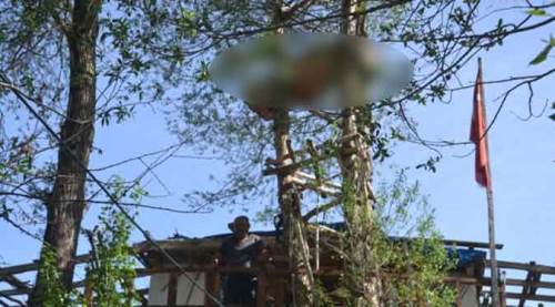 Ağaçtakini gören gözlerine inanamıyor