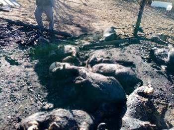 Ahır Yangınında 70 Küçükbaş Hayvan Telef Oldu
