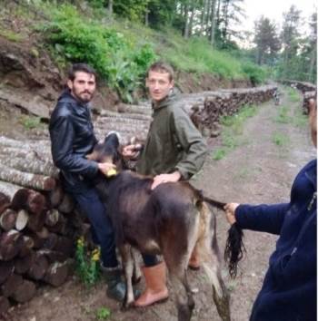 Ahırdan Kaçtı, 5 Gün Sora 10 Kilometre Uzaklıkta Bulundu
