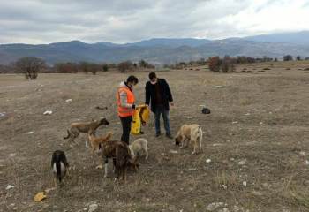 Ak Gençlik Sokak Hayvanlarını Unutmadı
