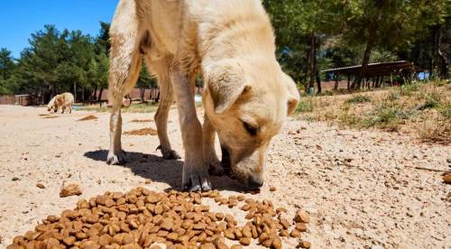 AK Parti açıkladı: "Eskişehir’de sokak hayvanı sorunu kalmayacak"