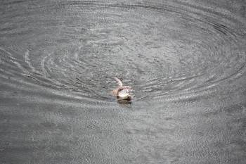 Akarçay’Da Görülen Su Samuru Şaşkınlığa Sebep Oldu
