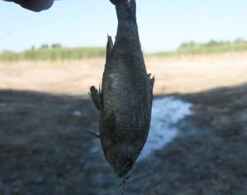 Akarsuyun Kuruması İle Çevre Felaketi Yaşandı
