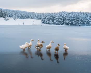 Akdağ Beyaz Gelinliği Giydi
