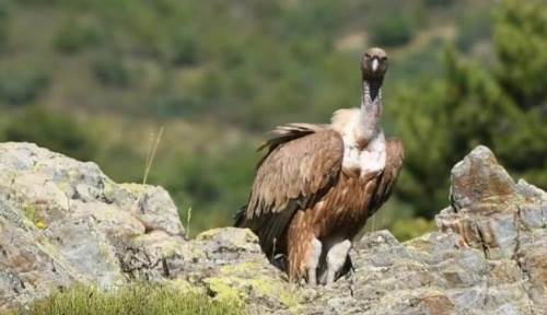 Akdağ’da akbabalar fotokapanlarla anbean görüntülendi
