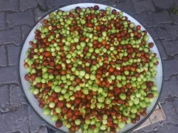 Akdağ’Da Doğal Ortamda Yetişen Hünnap’A İlgi
