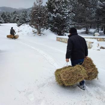 Akdağ’Da Yaban Hayvanları İçin Yem Bırakıldı
