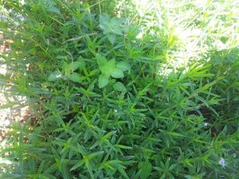 Akdağ’Da Yetişen Kekikler Her Derde Deva
