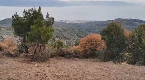 Akıl alır gibi değil! Koronavirüsü fırsat bilip...