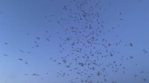 Akıl almaz görüntü: AVM'yi sivrisinek bastı!