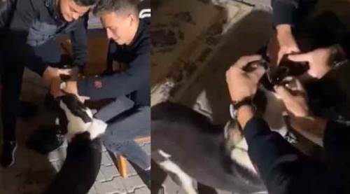 Akıl almaz görüntü: Köpeğe alkol işkencesi