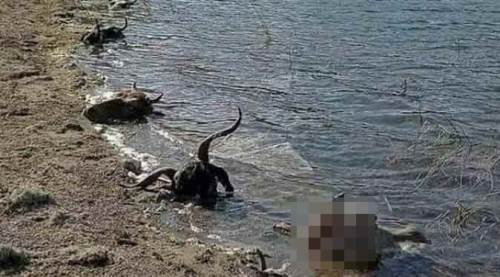 Akıl almaz görüntü! Kurban kellelerini baraja attılar!