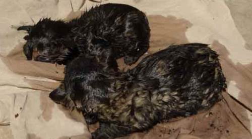 Alevlerin arasından itfaiye kurtardı!