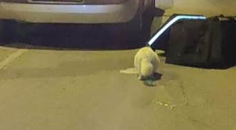 Alkollü sürücünün kurbanı oldu, dökülen ayran ona yaradı!