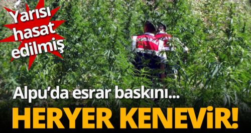 Alpu'da kenevir tarlasına şok baskın!