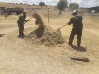 Alternatif Ürün Mercimek Hasadı Başladı
