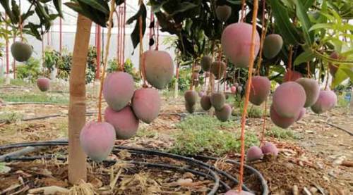 Altın yumurtlayan tavuk: Dönümünden 190 bin TL!