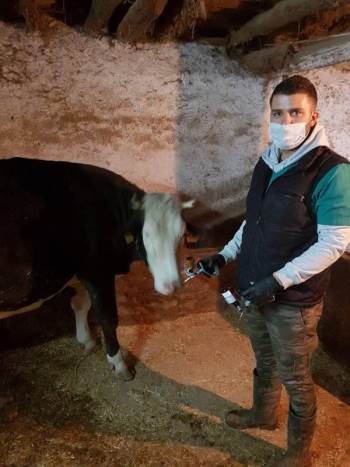 Altıntaş’Ta ’’Şap’’ Aşısı Kampanyası
