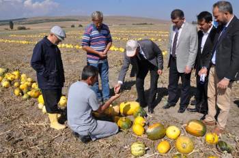 Altıntaş’Ta ’Çerezlik Kabak’ Hasadı Başladı
