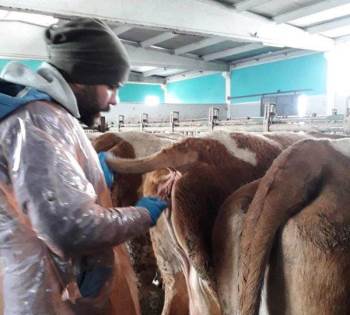 Altıntaş’Ta ’Hastalıktan Ari’ İşletmelerde Tüberküloz Testi
