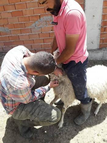 Altıntaş’Ta 2 Köyde Aşı Ve Küpeleme Çalışmaları
