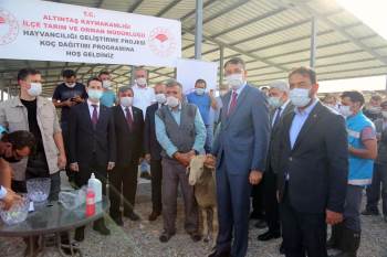 Altıntaş’Ta 61 Üreticiye 86 Adet Merinos Irkı Damızlık Koç Dağıtıldı
