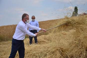 Altıntaş’Ta Buğday Hasadı Başladı
