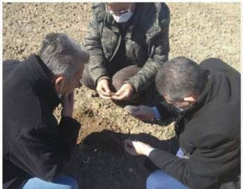 Altıntaş’Ta Buğday Zararlısı Kurt Kontrolleri
