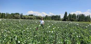 Altıntaş’Ta Haşhaş Ve Yem Bitkisi Ekili Alanlarda Kontrol
